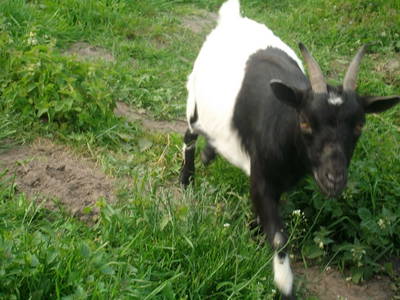 Ziege Betty