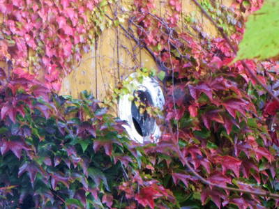 Bild 21 aus  Ferienhof  Moos