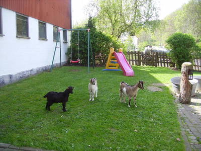 Bild 11 aus  Ferienhof Schmiddes