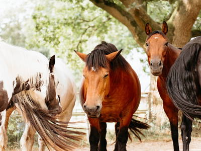 Moin - die Pferde auf der Weide