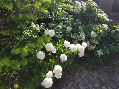 Bild 53 aus  Lindenhof