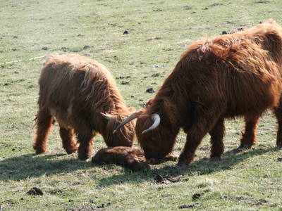 Bild 5 aus  Hannas Ranch