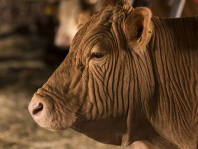 Bild 8 aus  Gast auf dem Bauernhof