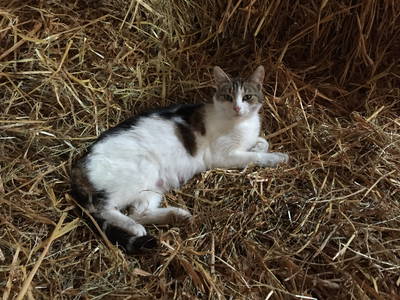 Bild 15 aus  Ferienhof Marquardt