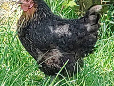 Bild 19 aus  Bioland - Bauernhof Andreßen