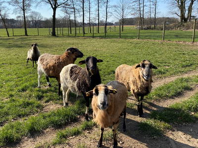 Bild 4 aus  Ferienhof Westermann