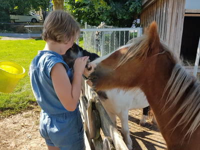 Streicheleinheiten für die Ponys