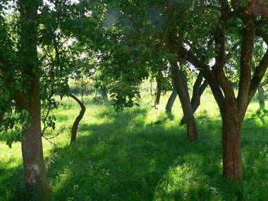 Bild 12 aus  Grenzer Ökohof