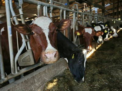 Bild 21 aus  Marienhof