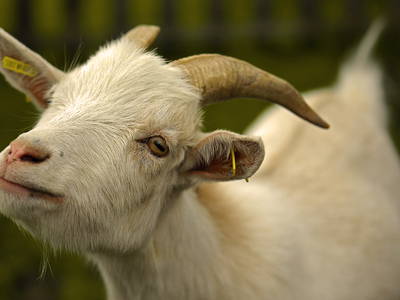 Bild 99 aus  Paulas Bauernhof im Bayerischen Wald