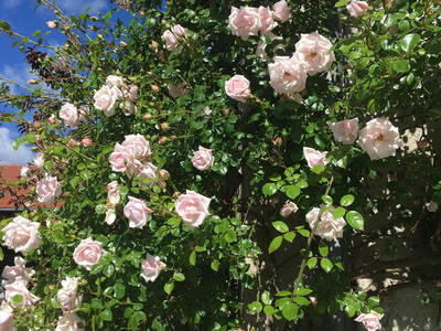 Bild 16 aus  Moarhof