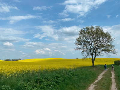 Bild 8 aus  Der Schafstall