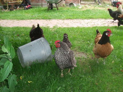 Bild 6 aus  Urlaub unterm Reet