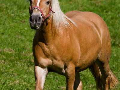 Bild 17 aus  Ferienhof Heuel