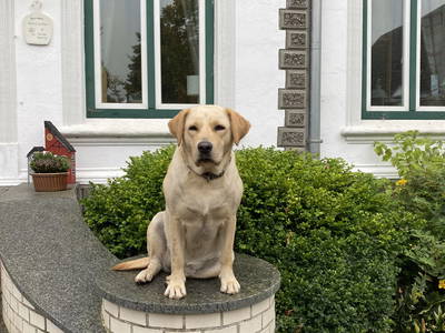 Bild 56 aus  Ferienhof Messer  Bauernhofurlaub  Ostseenähe  Ponys