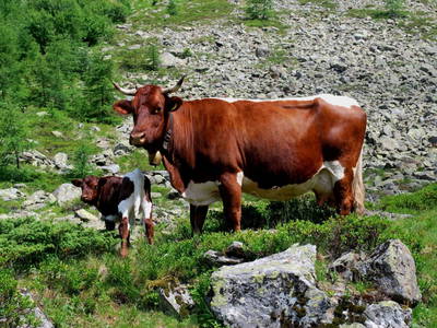 Bild 35 aus  Hinkerhof