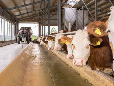 Bild 53 aus  Grainmeister