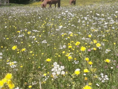 Bild 21 aus  Ferienhaus Ottenschlag