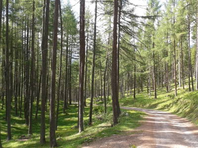 Bild 14 aus  Almerlebnisse Messner