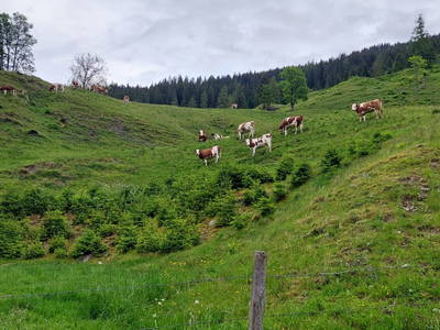 Bild 6 aus  Ransburggut Almhütte