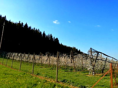 Bild 44 aus Apfelhof