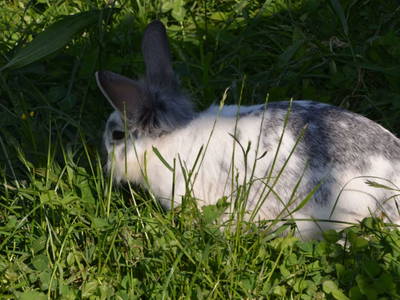 Bild 85 aus  Oberegghof