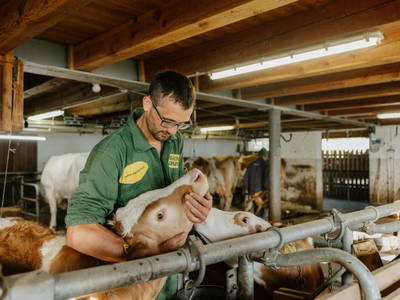 Bild 3 aus  Hattlerhof