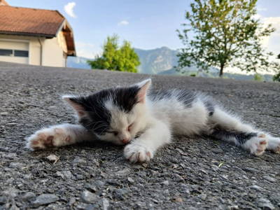 Bild 5 aus  Bio-Bauernhof Vordergschwandtgut