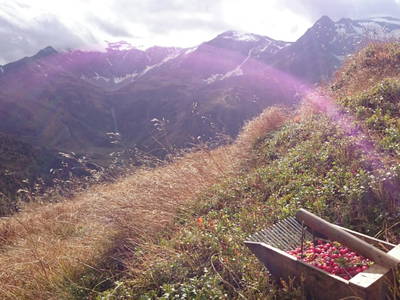 Bild 168 aus  Bio-Bauernhof Schweizerhof