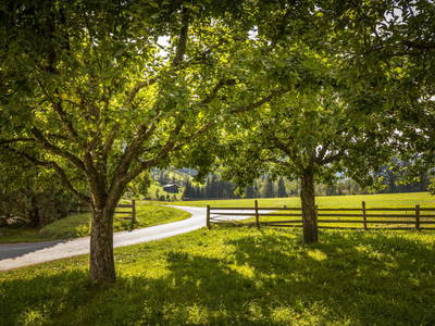 Bild 37 aus  Bio-Bauernhof Obertrattenbachhof