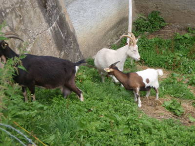 Bild 16 aus  Biobauernhof 'Moar in Greith'