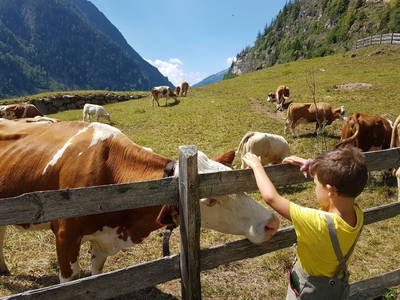 Bild 19 aus  Sportbauernhof Hochalmblick