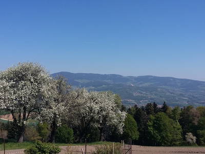 Bild 15 aus  Beim Öllerbauer