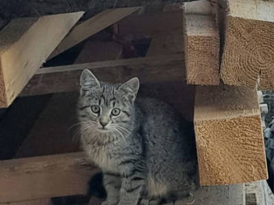 Bild 35 aus  Krieglhütte