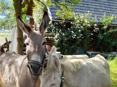 Bild 226 aus  Ferienhof Langwallner Irrsee