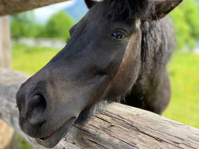 Bild 139 aus  Bio-Bauernhof Schweizerhof