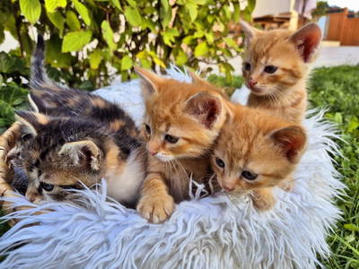 Bild 47 aus  Seyerlehnerhof