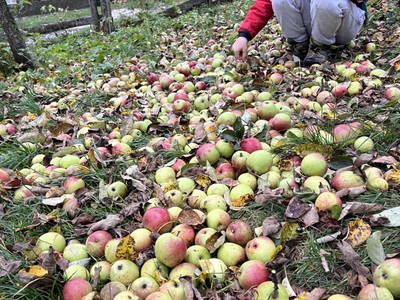 Bild 59 aus  Biohof Seidl