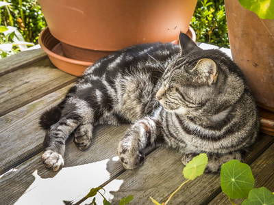 Bild 44 aus  Biobauernhof Windbachgut - Privatzimmer