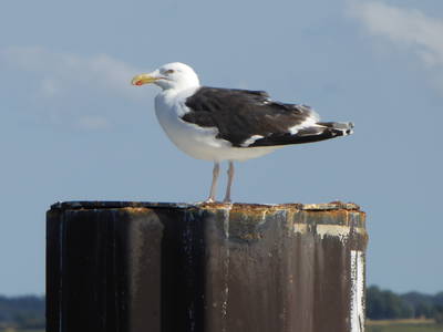 Bild 73 aus  Ferienhaus Gut Rattelvitz-INSEL RÜGEN