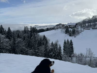 Bild 119 aus  Zwanzgerhof