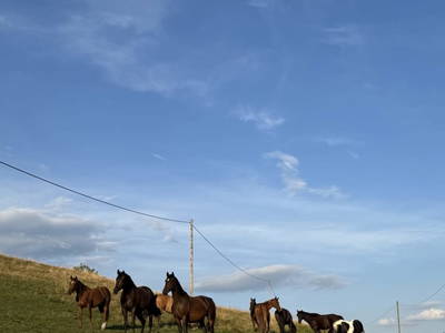 Bild 92 aus  Matlhof