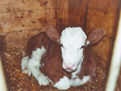 Bild 28 aus  Nußbaumer