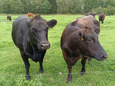 Bild 30 aus  Bräuhauser