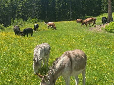 Bild 25 aus  Chalet Vierlauchen