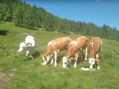Bild 330 aus Neuwirth Hütte