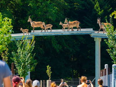 Bild 87 aus Familienhotel Hochrieß