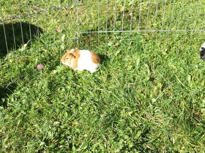 Bild 17 aus  Chalet Troadkasten - Biohof Kreilgut