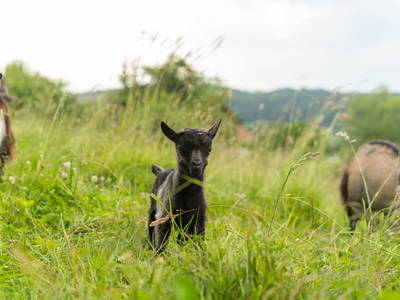 Bild 161 aus  Winzerhof Strablegg