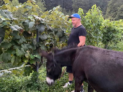 Bild 23 aus Weingarten Haselgraben - Der Manfred und die Seinen